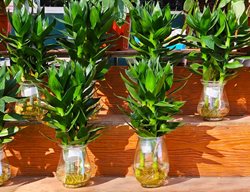Lucky Bamboo Plants In Water
Shutterstock.com
New York, NY