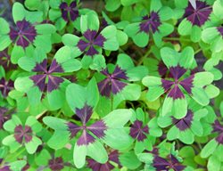 Lucky Clover, Oxalis Tetraphylla
Shutterstock.com
New York, NY