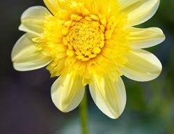 Lucky Ducky Dahlia, Yellow Flower, Anemone Dahlia
Garden Design
Calimesa, CA