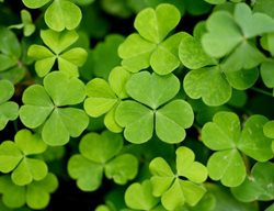 Lucky Shamrock, Oxalis Regnellii
Shutterstock.com
New York, NY