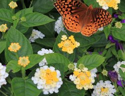  Lucky White Lantana, Superbells Blue Callibrachoa, Orange Butterfly
Johnsen Landscapes & Pools
Mount Kisco, NY