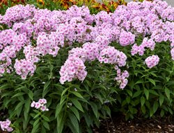 Luminary Opalescence Phlox, Tall Phlox
Proven Winners
Sycamore, IL