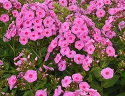 Luminary Prismatic Pink Phlox, Tall Garden Phlox, Phlox Paniculata
Proven Winners
Sycamore, IL