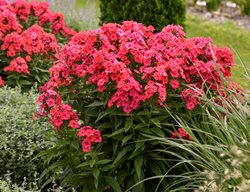 Luminary Sunset Coral Garden Phlox, Phlox Paniculata
Proven Winners
Sycamore, IL