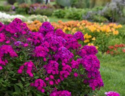 Luminary Ultraviolet Phlox, Phlox Paniculata
Proven Winners
Sycamore, IL