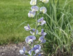 Lunar Eclipse Prairieblues Baptisia, Baptisia Hybrid 
Millette Photomedia
