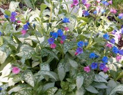 Lungwort Plant In Bloom
Garden Design
Calimesa, CA
