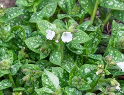 Lungwort, Pulmonaria Officinailis, Sissinghurst White
Shutterstock.com
New York, NY