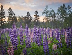 Lupine Field, Prints
Garden Design
Calimesa, CA