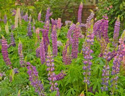 Lupine Flowers, Lupine Plant
Shutterstock.com
New York, NY