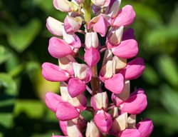 Lupine, Russell Hybrid, Chatelaine
Shutterstock.com
New York, NY