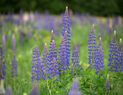 Lupines, Lupinus, Purple Stalk, Purple Flower
Pixabay
