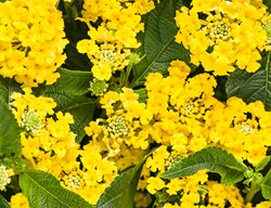 Luscious Bananarama, Yellow Flowers
Proven Winners
Sycamore, IL