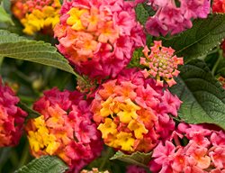 Luscious Berry Blend Lantana, Mulitcolored Flowers, Lantana Flower
Proven Winners
Sycamore, IL