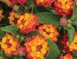 Luscious Citrus Blend Lantana, Lantana Camara
Proven Winners
Sycamore, IL