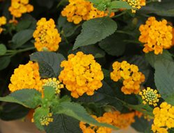 Luscious Goldengate Lantana, Yellow Lantana
Proven Winners
Sycamore, IL