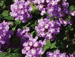 Luscious Grape Lantana, Purple Flower
Proven Winners
Sycamore, IL