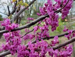 Luscious Lavender Redbud, Cercis Canadensis
Proven Winners
Sycamore, IL