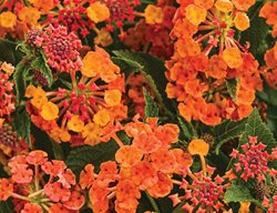 Luscious Marmalade Lantana, Lantana Camara
Proven Winners
Sycamore, IL