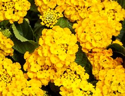 Luscious Royale Lemon Tart Lantana, Lantana Camara, Yellow Lantana
Proven Winners
Sycamore, IL