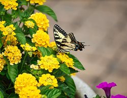 Luscious Royale Lemon Tart Lantana
Proven Winners
Sycamore, IL