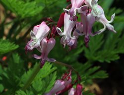 Luxuriant Bleeding Heart, Dicentra Luxuriant, Bleeding Heart Flower
Pixabay
