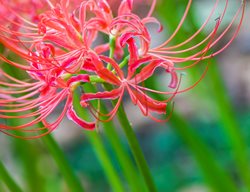 Lycoris Radiate
Garden Design
Calimesa, CA
