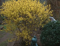 Lynwood Gold Forsythia, Forsythia Intermedia, Flowering Shrub
Spring Meadow Nursery
Grand Haven, MI
