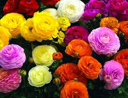 Mache Mix, Ranunculus Plant
Monrovia
Azusa, CA