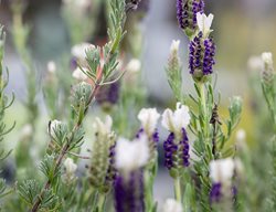 Madrid Blue Spanish Lavender, Lavandula Stoechas
Garden Design
Calimesa, CA