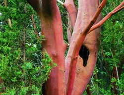 Madrone Tree, Native Tree, Pacific Northwest
Garden Design
Calimesa, CA