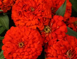 Magellan Scarlet Zinnia, Red Zinnia Flower
Proven Winners
Sycamore, IL