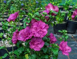 Magenta Chiffon Hibiscus, Magenta Hibiscus Flower
Proven Winners
Sycamore, IL