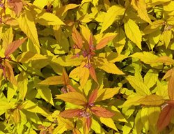 Magic Carpet Spirea, Spiraea Japonica
Shutterstock.com
New York, NY