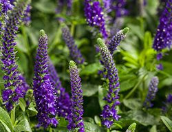 Magic Show Enchanted Indigo Veronica, Spike Speedwell
Proven Winners
Sycamore, IL