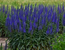 Magic Show
Garden Design
Calimesa, CA