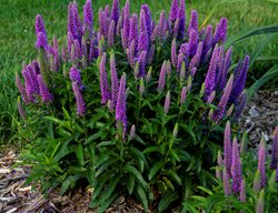 Magic Show Purple Illusion Spike Speedwell, Purple Veronica Plant
Proven Winners
Sycamore, IL
