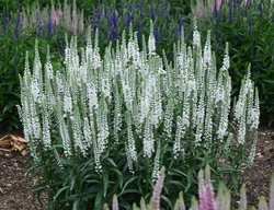 Magic Show White Wands Spike Speedwell, Veronica Hybrid
Proven Winners
Sycamore, IL