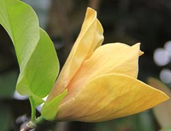 Magnolia Flower, Judy Zuk, Yellow
Spring Hill Nurseries
Harrison, OH