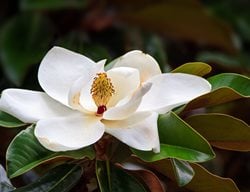 Magnolia Flower, White Tree Flower
Shutterstock.com
New York, NY