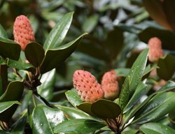 Magnolia Fruit, Berries, Cones
Shutterstock.com
New York, NY