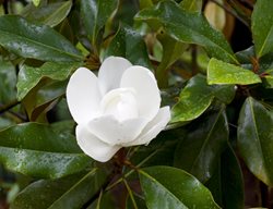 Magnolia Grandiflora, Brackens Brown Beauty, White Flower
Alamy Stock Photo
Brooklyn, NY