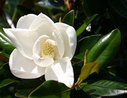 Magnolia Grandiflora, Little Gem, Dwarf Magnolia
Millette Photomedia
