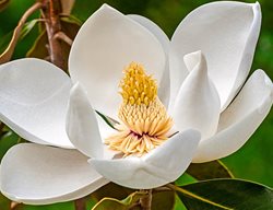 Magnolia, Green Mile, Sweetbay
Spring Hill Nurseries
Harrison, OH