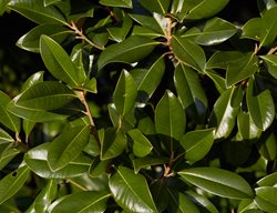 Magnolia, Leaves, Foliage
Shutterstock.com
New York, NY