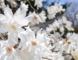 Magnolia, Loebneri, Ballerina Magnolia
Shutterstock.com
New York, NY