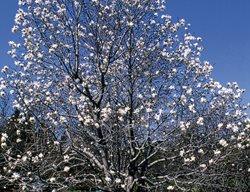 Magnolia, Loebneri, Merrill, White Flower
Millette Photomedia

