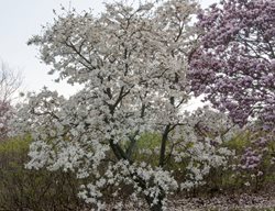 Magnolia, Loebneri, Spring Snow, White Flower
Millette Photomedia
