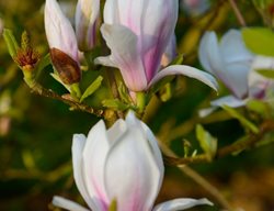 Magnolia, Soulangeana, Lilliputian Saucer Magnolia, Pink Flower
Millette Photomedia
