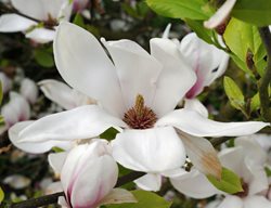 Magnolia, Soulangeana, Saucer Magnolia, Brozzonii
Millette Photomedia
